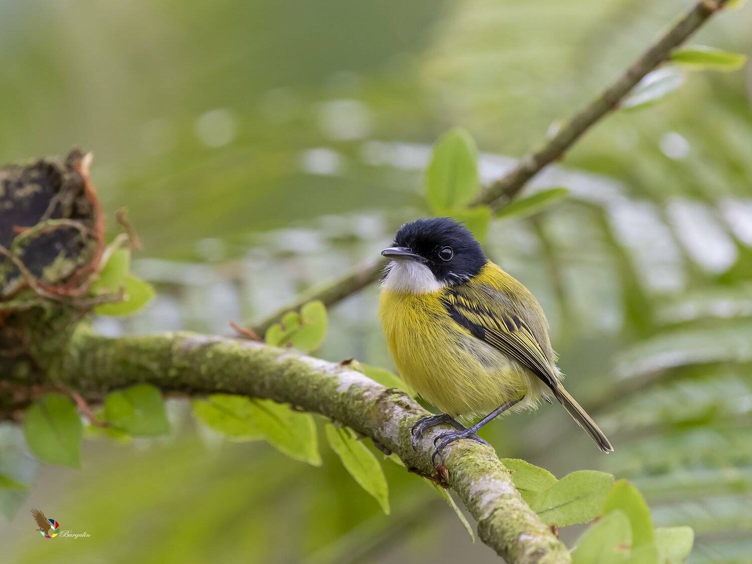 black-headed tody-flycatcher, Fernando Burgalin Sequeira