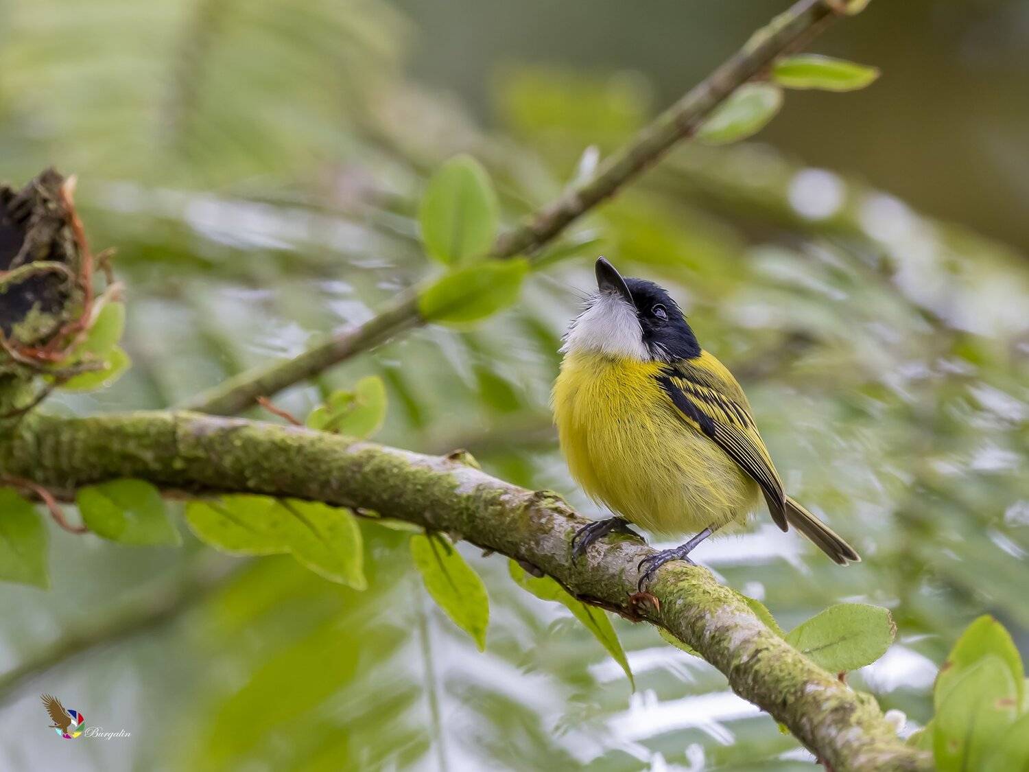 , Fernando Burgalin Sequeira