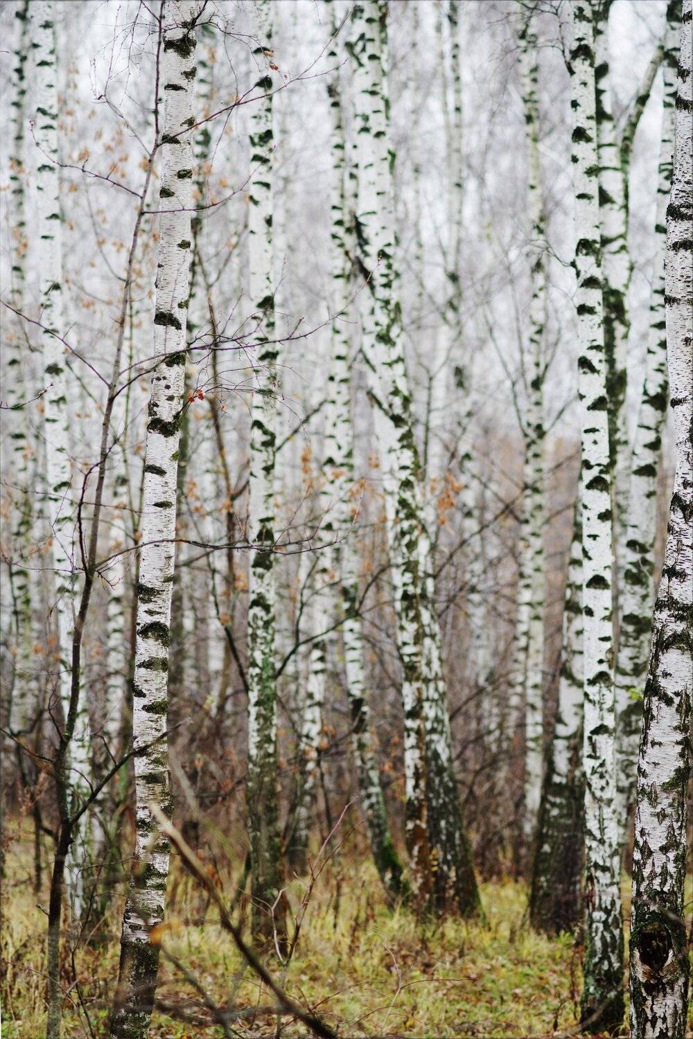 , Алексей Егоров