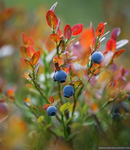 Ягодный микст - II