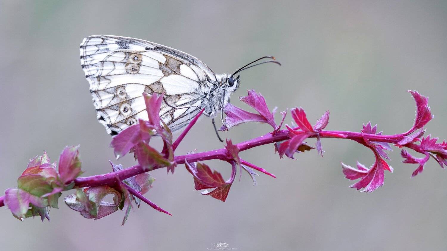 Butterfly, Insect, Nature, Morning, Light, Nikon, Krzysztof Tollas