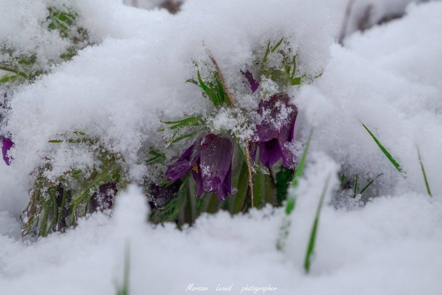 #nature, #туман, #лес, #oсень, #украина, #карпаты, #пейзаж, #закат, #туман, #солнце, #свет, #mountain range, #mountains, #туризм, #лес, #nature, #природа,, Леонид Морозов