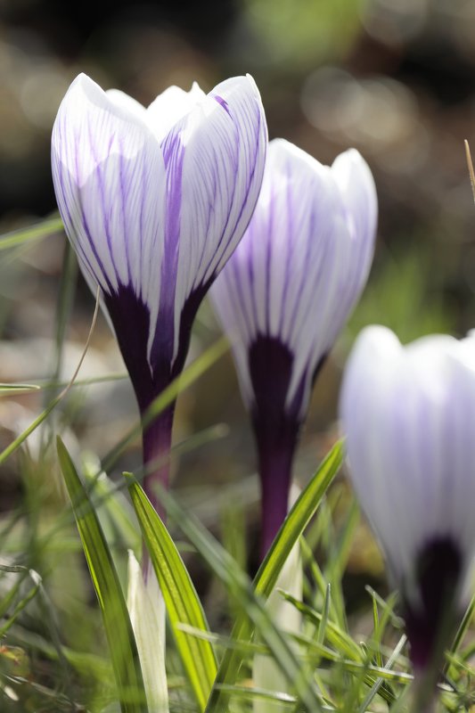 крокус, природа Крокусы фото превью