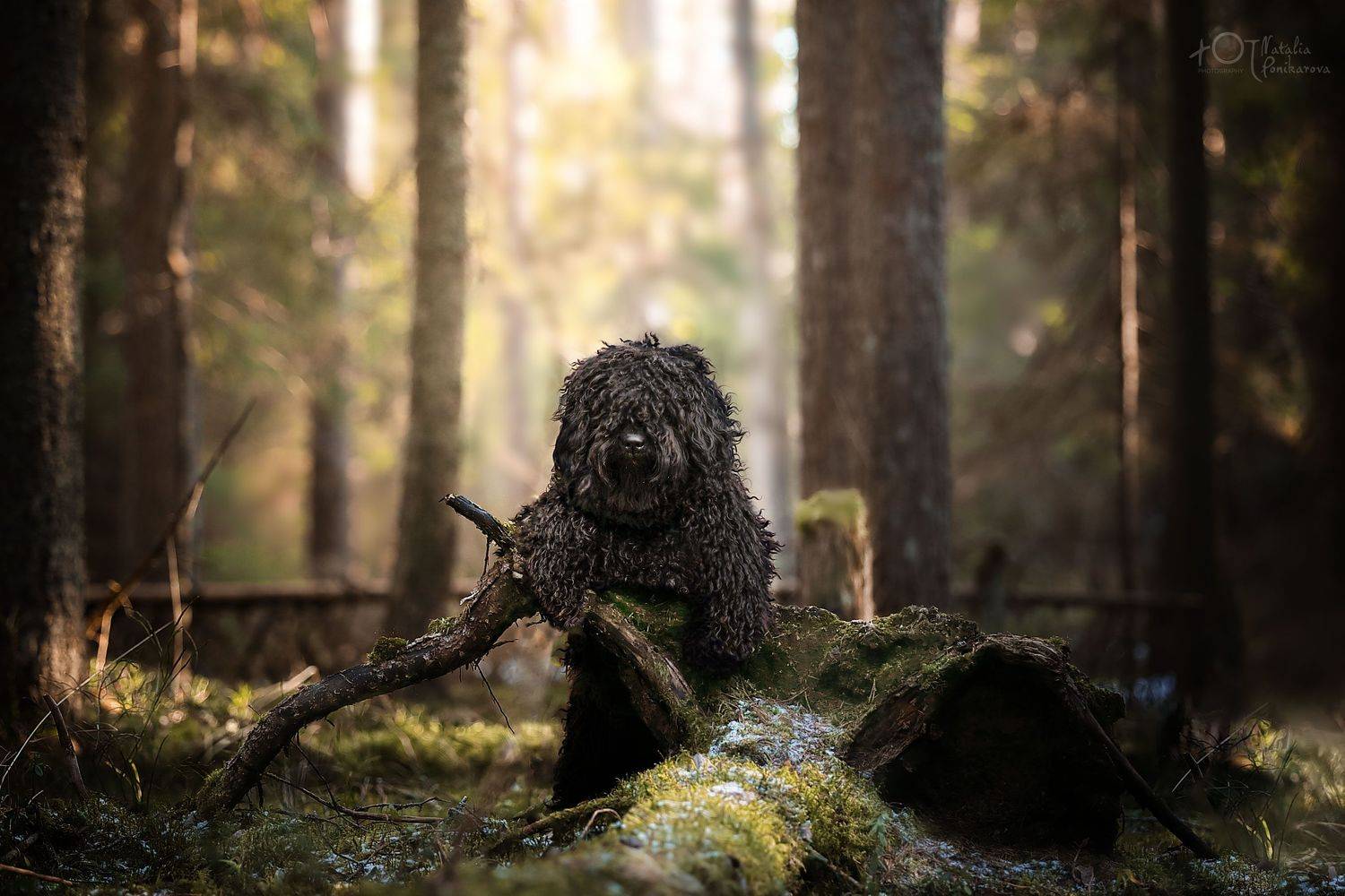 , Наталия Поникарова