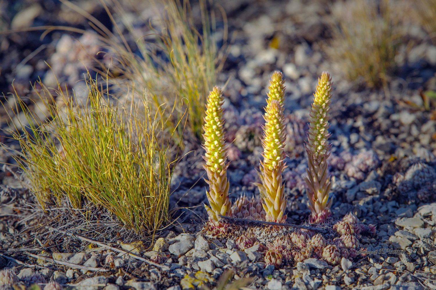 заячья капуста, петр чиков