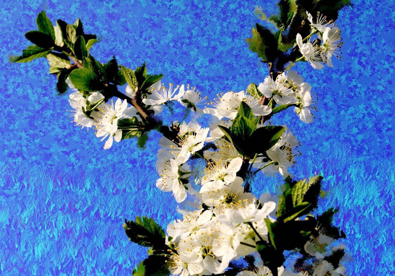 яблоня, петр чиков