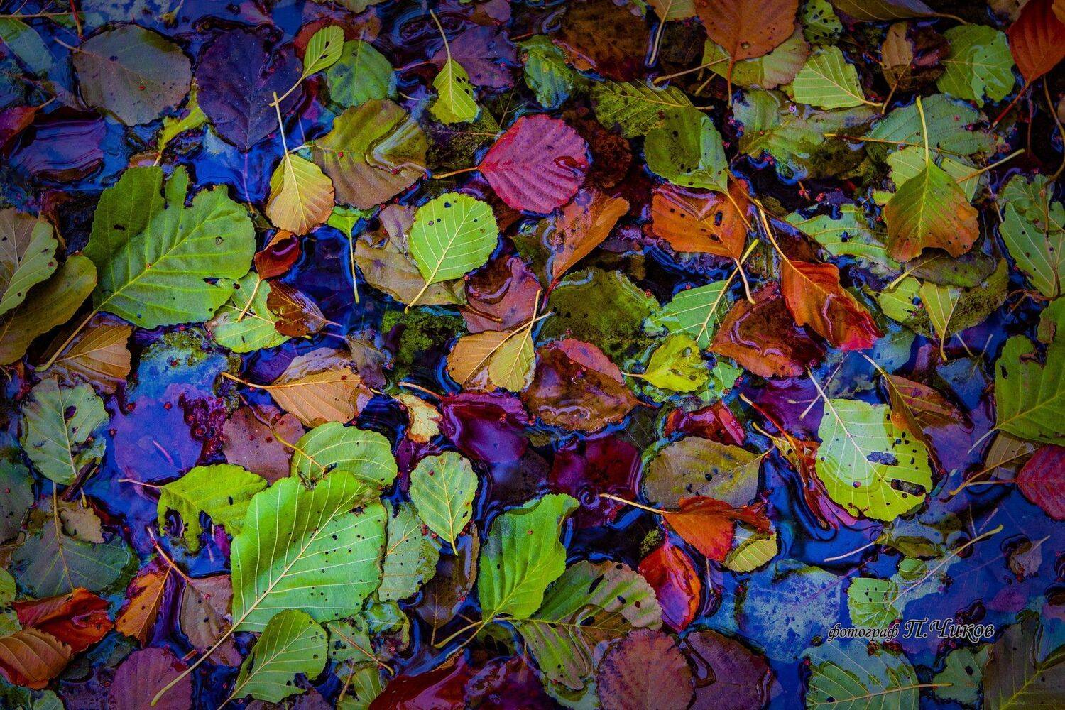 листья, петр чиков