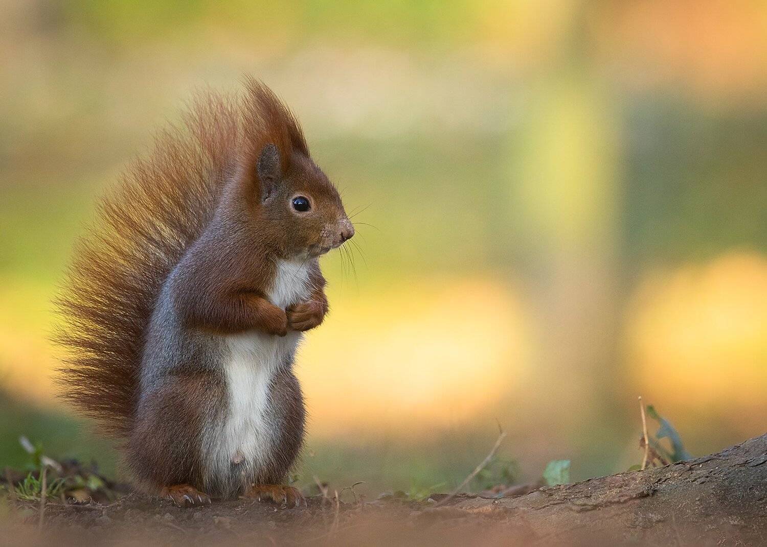 , Robert Adamec