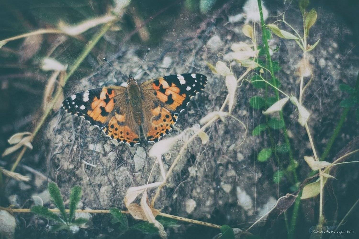 macro nature butterfly, Ryszard Lal