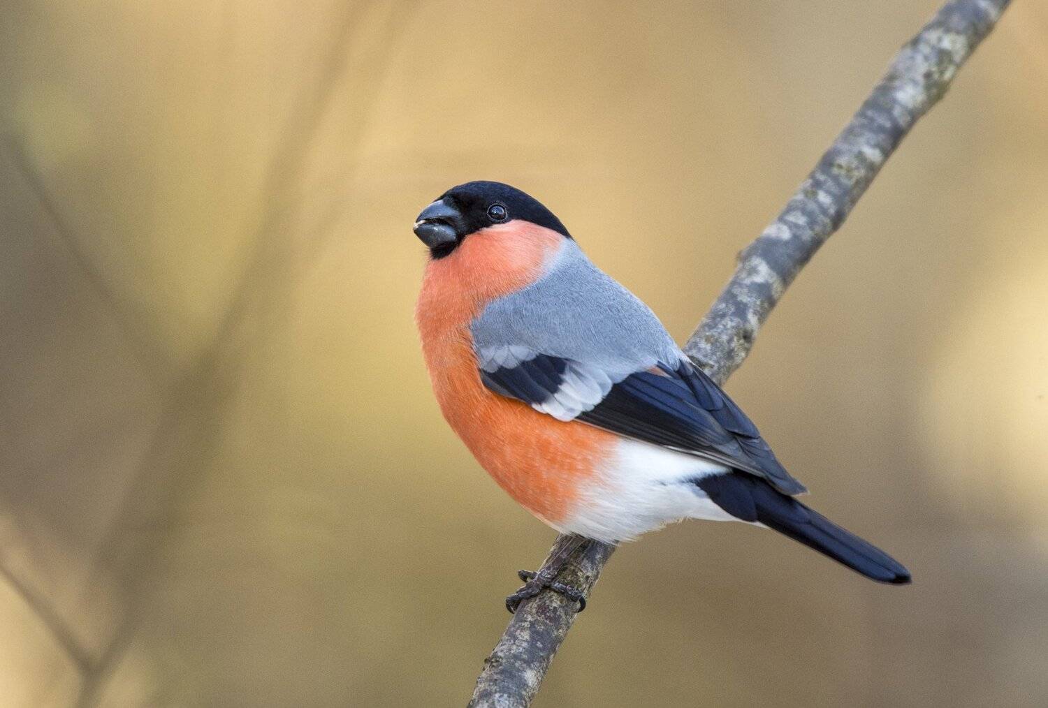 , Юрий Кулаков