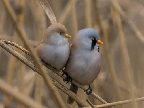 Усатые синицы