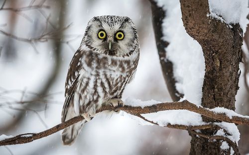 Сыч мохноногий.