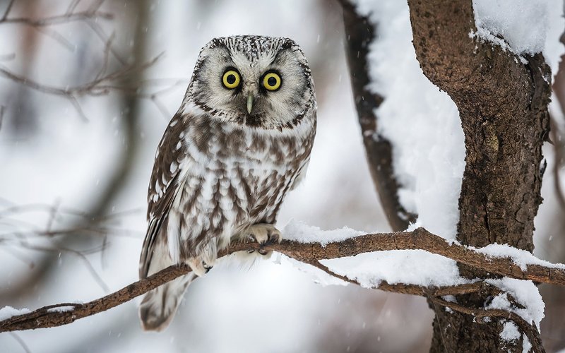 птица, дикая птица, хищная птица, орнитология, дикая природа, фотоохота, , сыч, сыч мохноногий, зима. охота, фотоохота, мышь Сыч мохноногий. фото превью