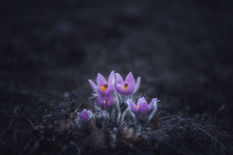 Springtime фото превью