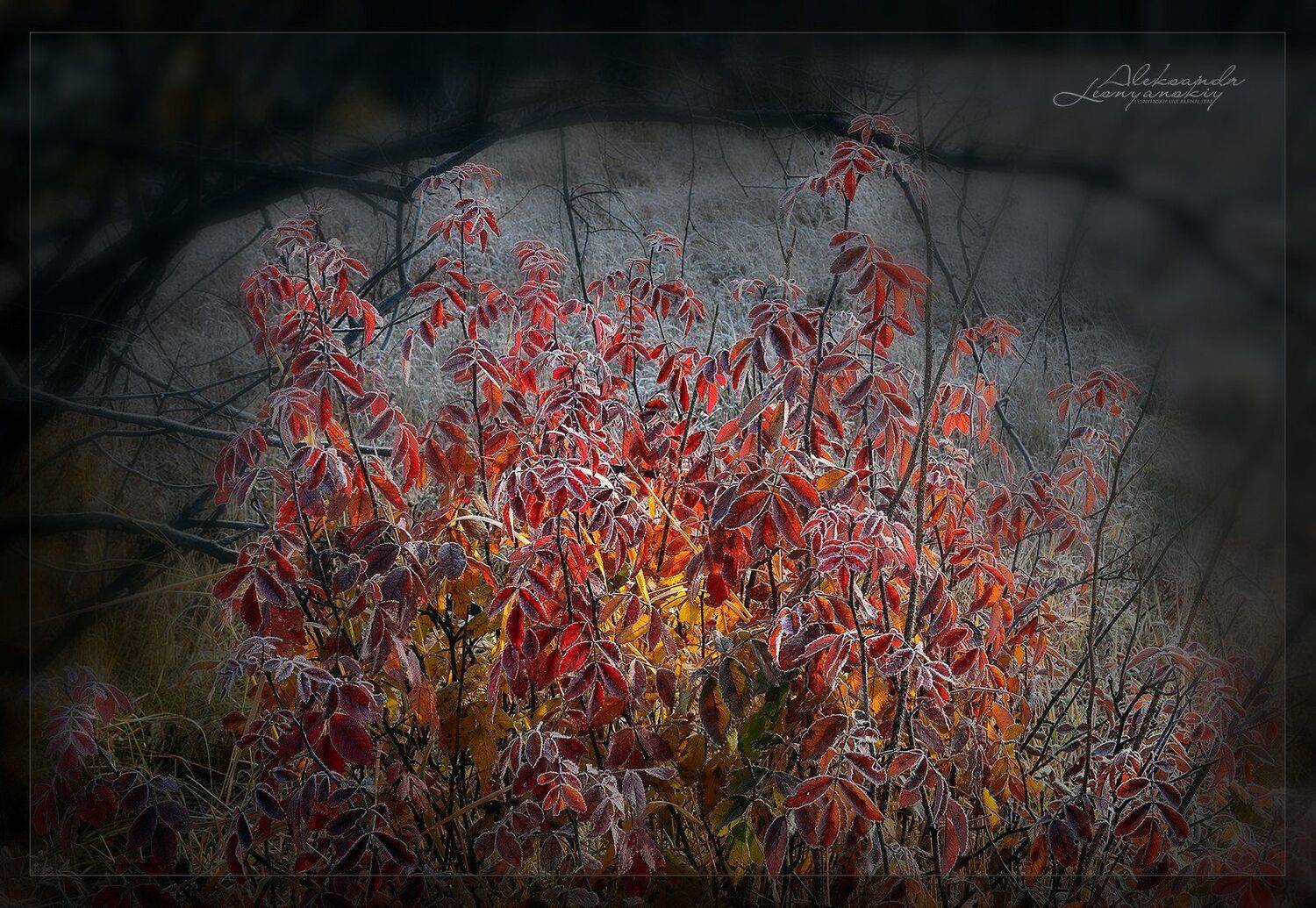 , Александр Леснянский