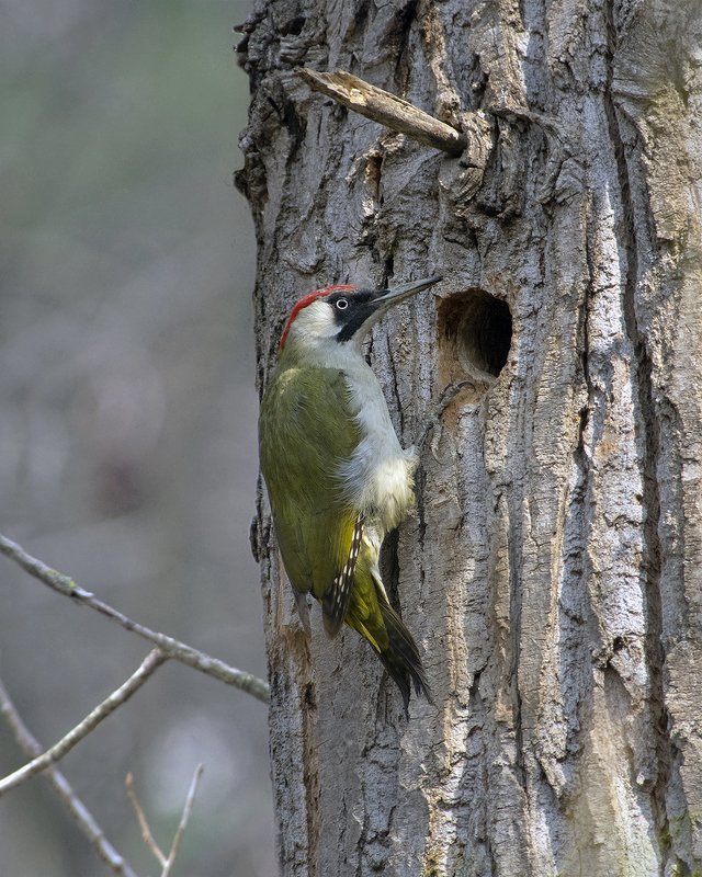 Зеленый дятел фото превью