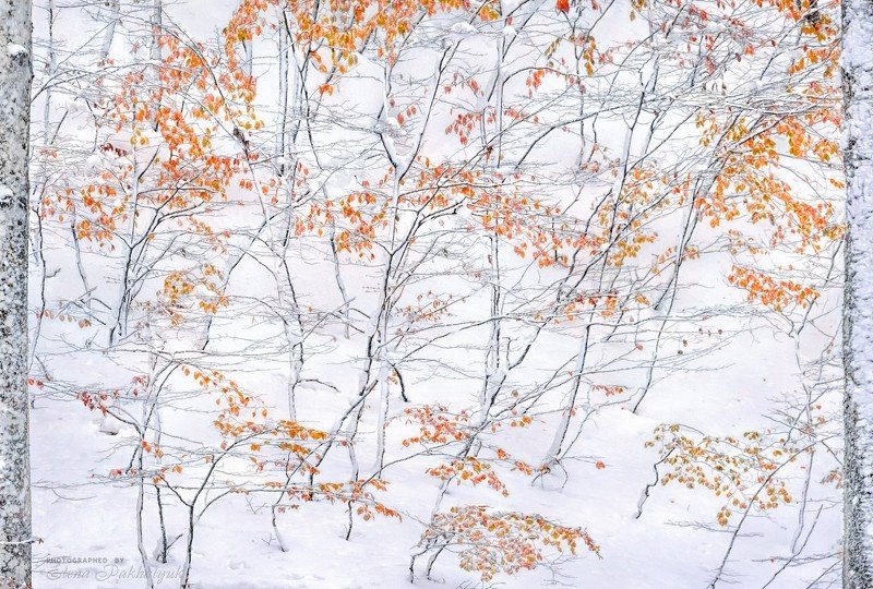 зима,осень,снег,пейзаж,крым,айпетри,природа,фототур Встреча осени и зимы фото превью