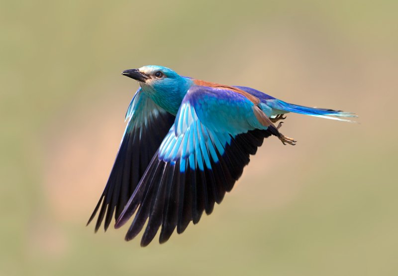 European roller фото превью