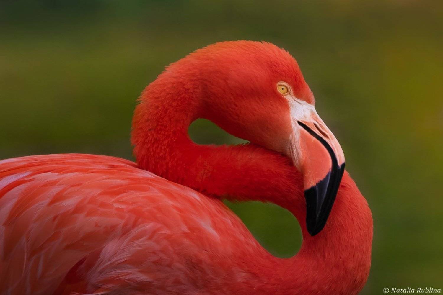 птицы,животные,фламинго,портрет,задумчивость,настроение, Наталья Рублина