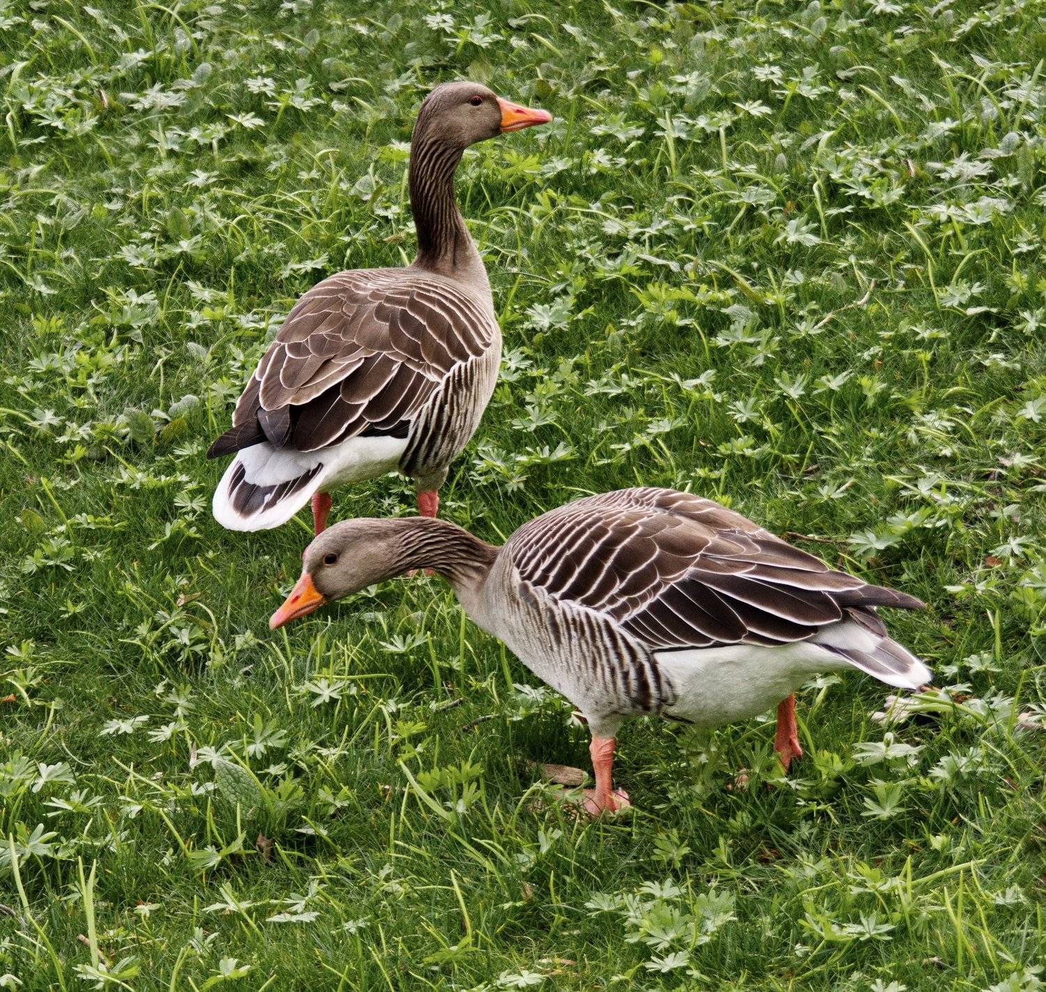 Гусь, луг, goose, ja