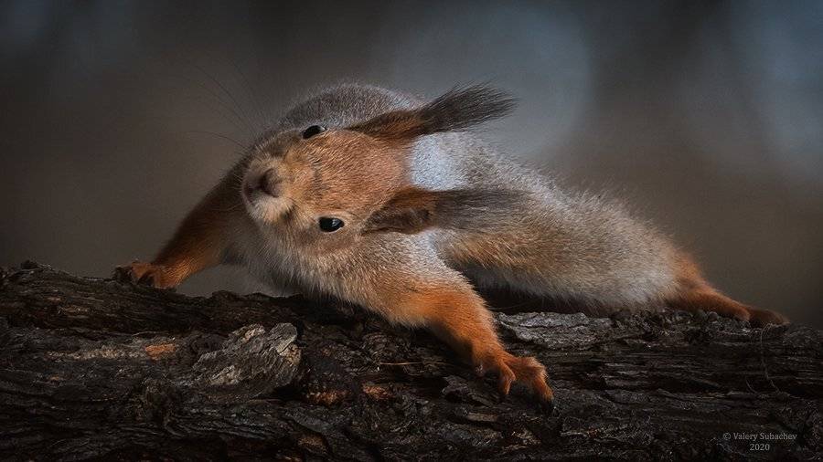 , Валерий Субачев