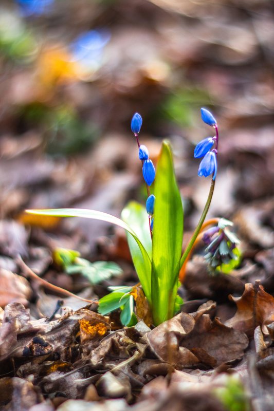 пролески, подснежники, первоцветы, лес, воронежский заповедник, весна  фото превью