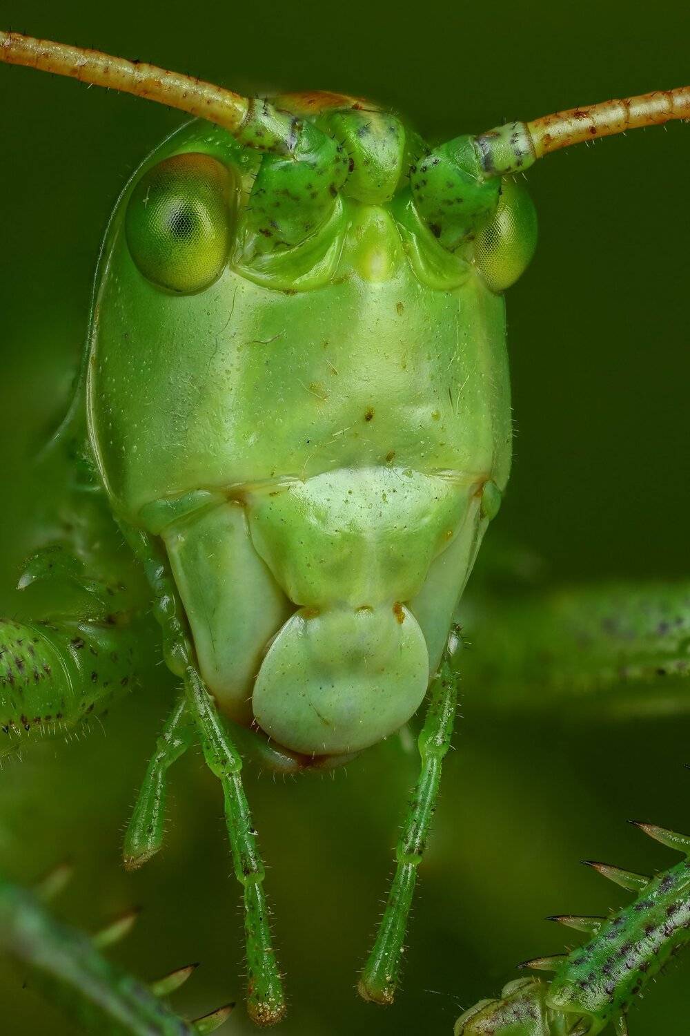 кузнечик,макро,природа,усы,цвет,зеленый,портрет, Андрей Шаповалов