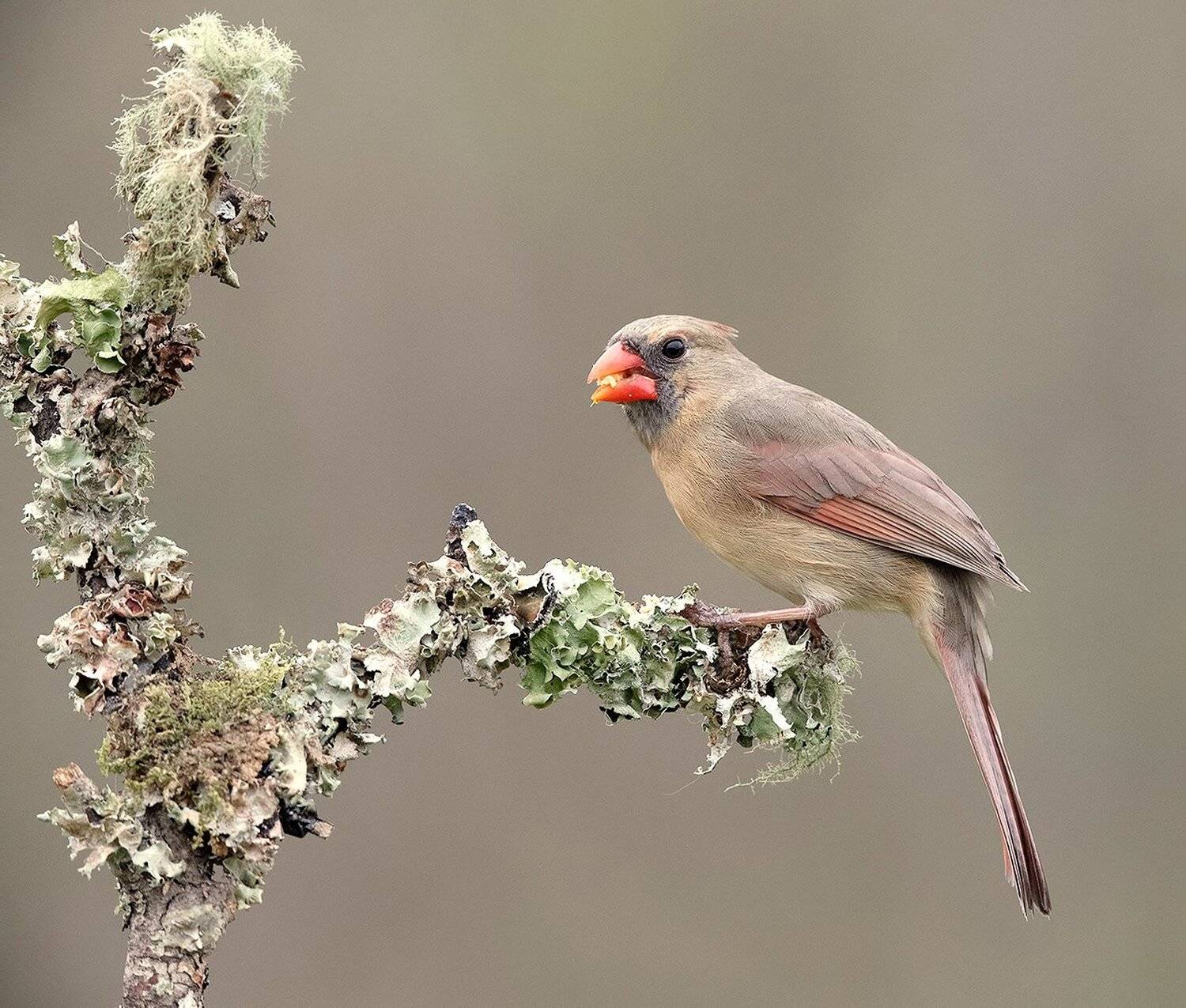 красный кардинал, northern cardinal, cardinal,кардинал, Elizabeth Etkind