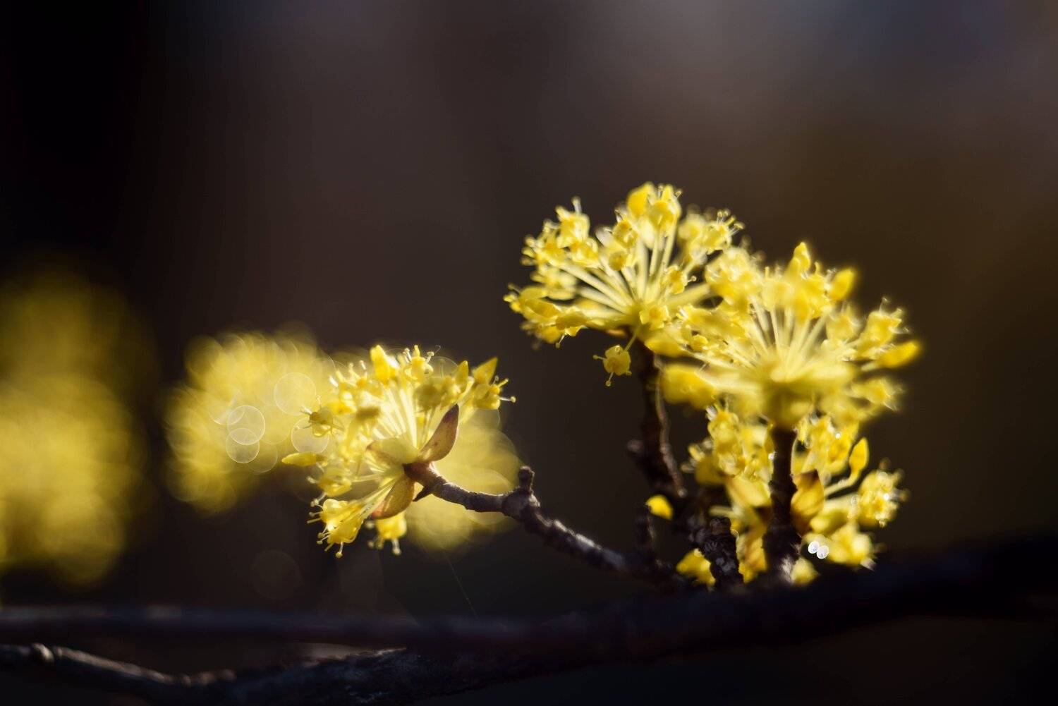 spring, flower, macro, yellow, mood, atmosphere, Shin