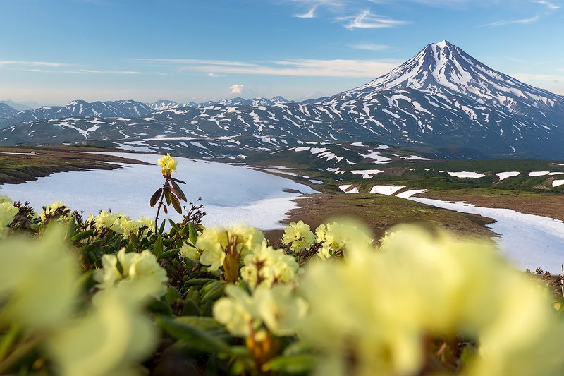 камчатка, пейзаж, природа, путешествие, фототур, вулкан, цветы, снег Цветочная полянка фото превью