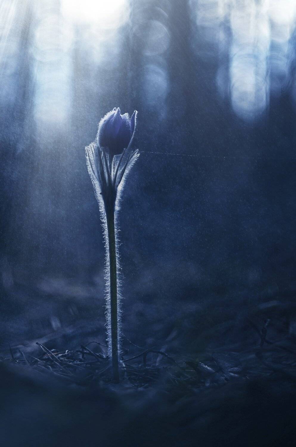 , Лапшина Владлена