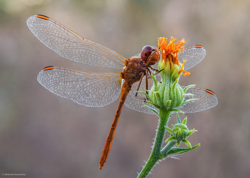 *** фото превью