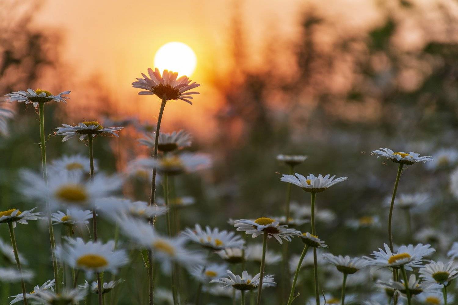 , Дмитрий Новоселов