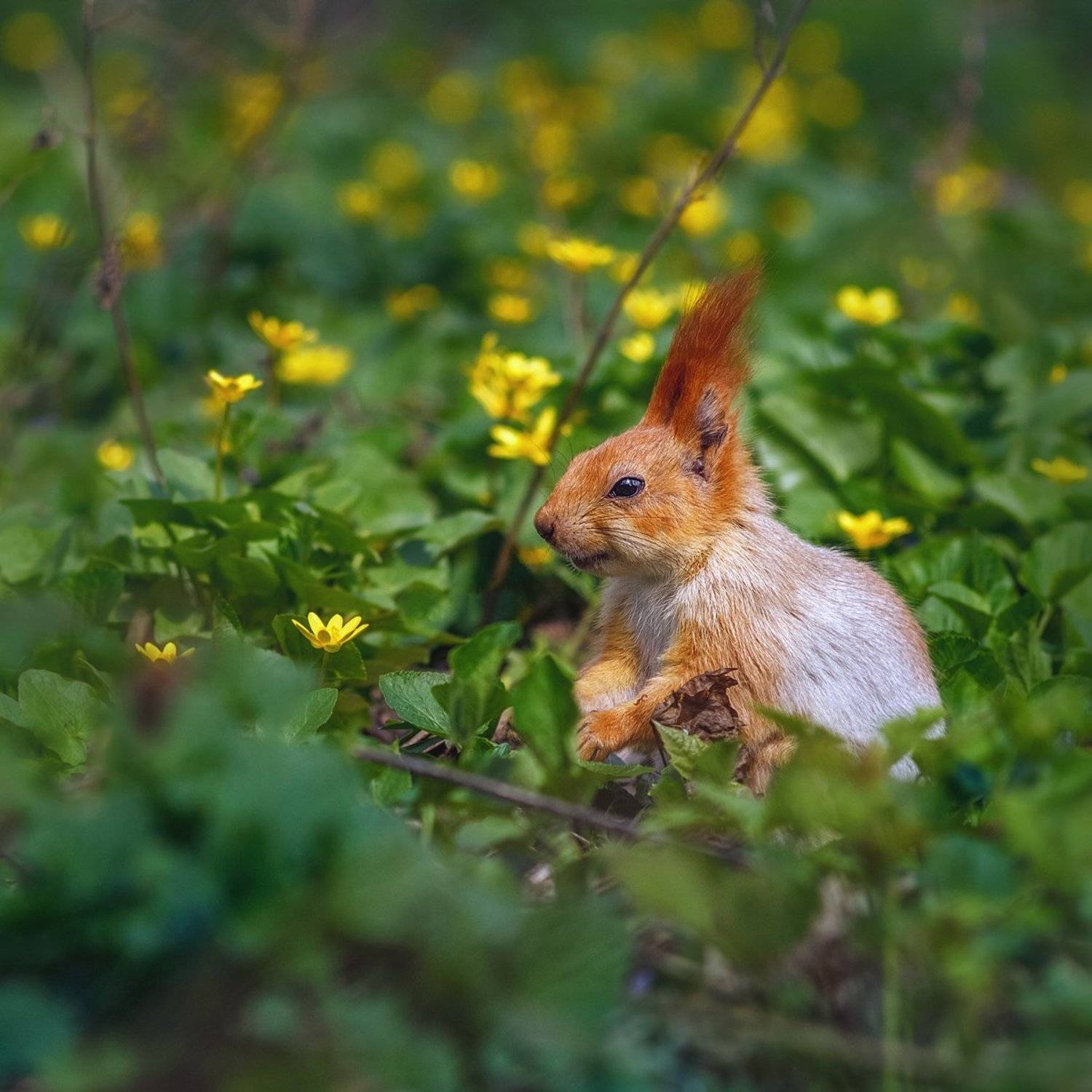 юпитер-37а, manual lens, мануальная оптика, beautiful, красивый, moment, момент, nature, природа, wildlife, живая, spring, весна, весенний, red, рыжая, squirrel, белка,, Наталья Терентьева