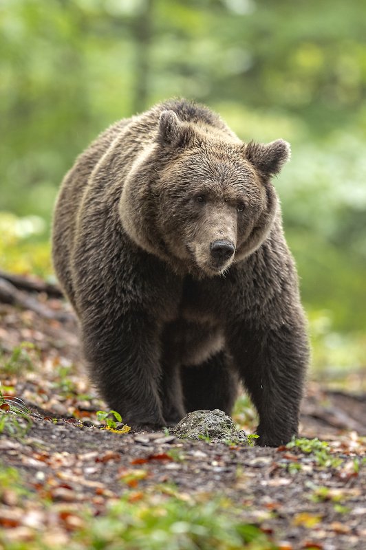 Slovenian brown bear фото превью
