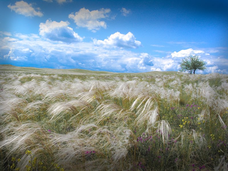 кавыль кавыль фото превью