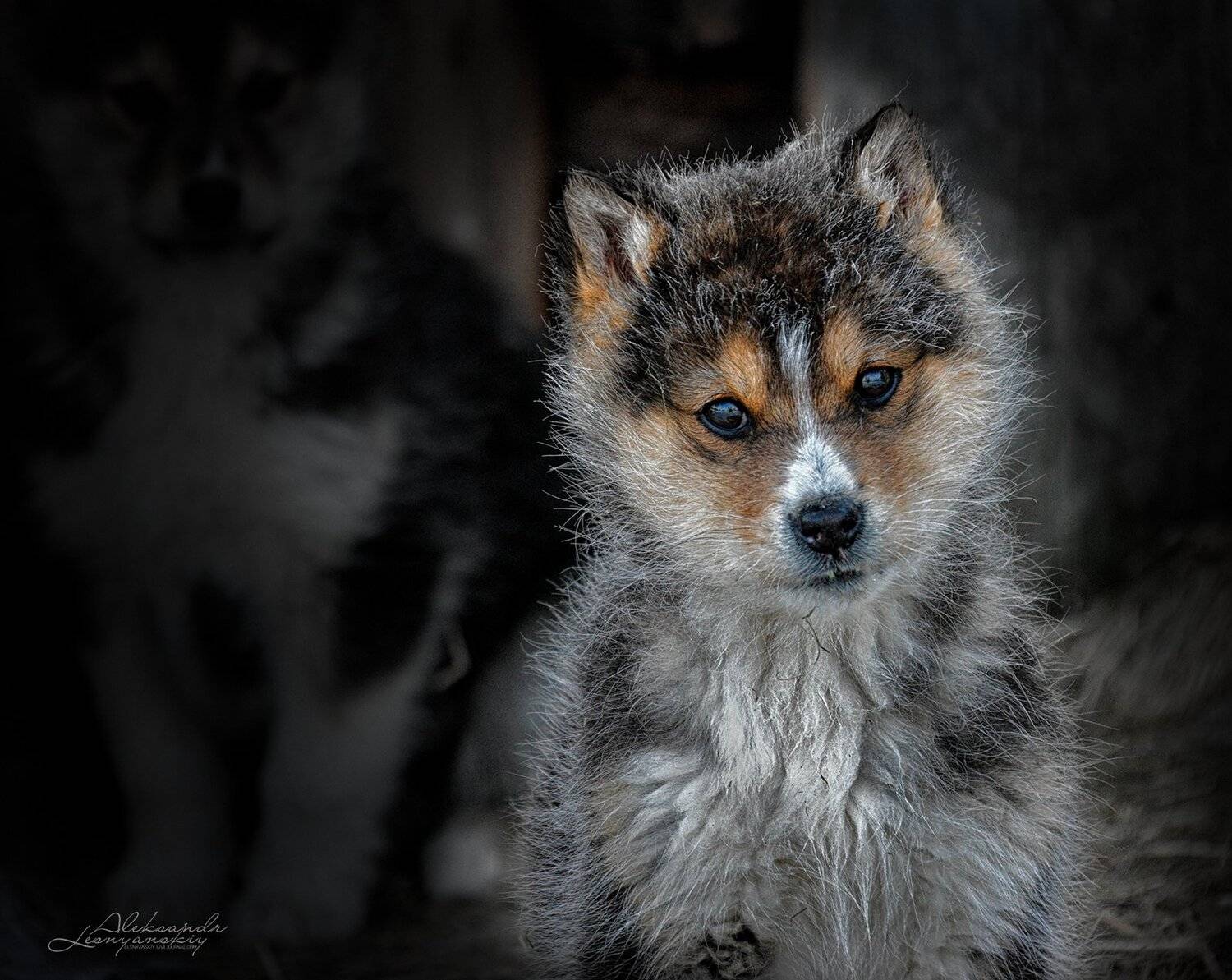 , Александр Леснянский