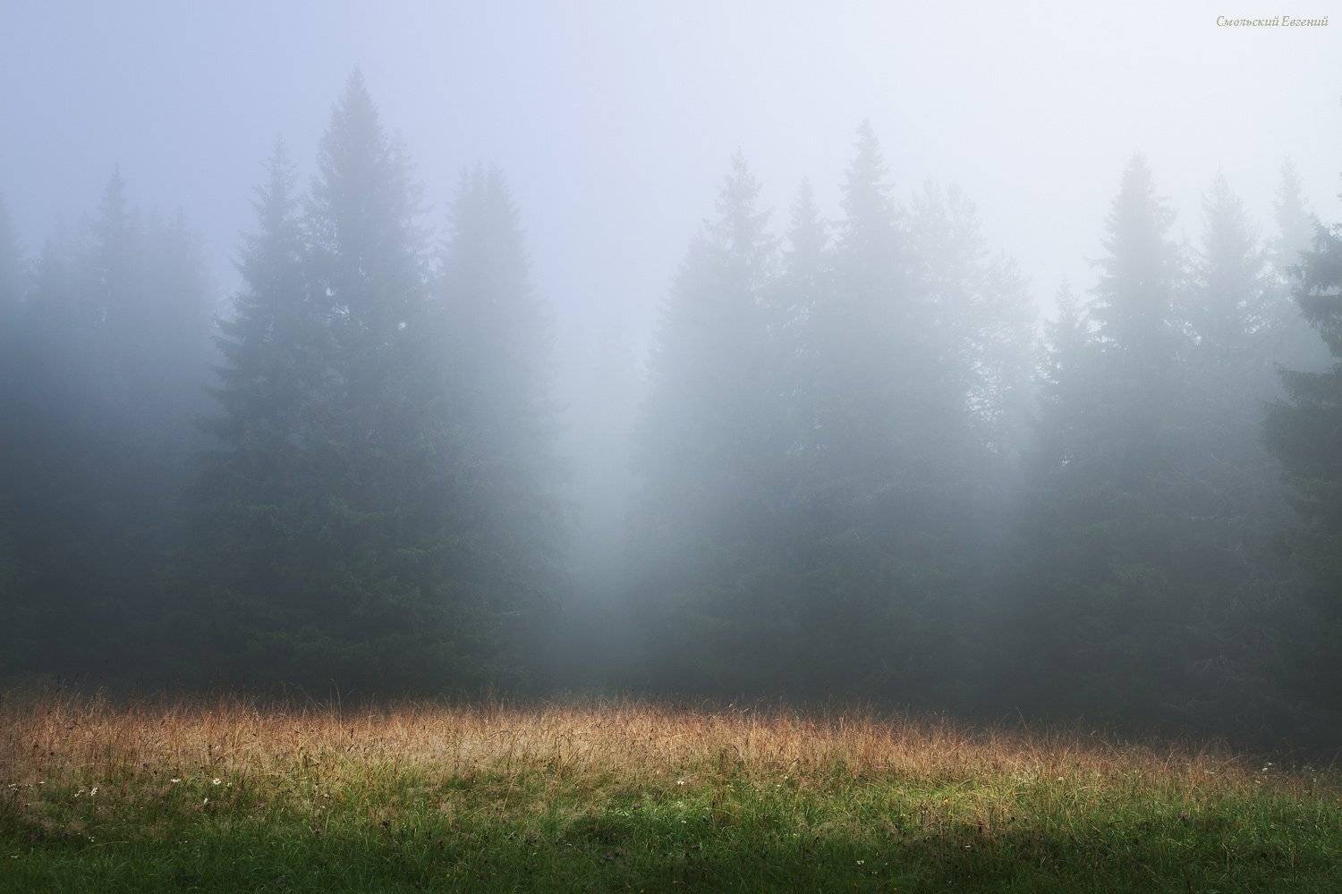 туман, лес, ельник, утро, лето., Смольский Евгений