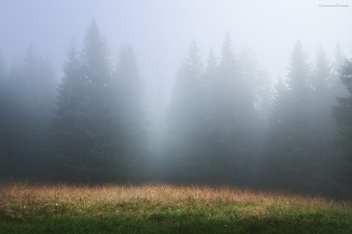 В утреннем тумане