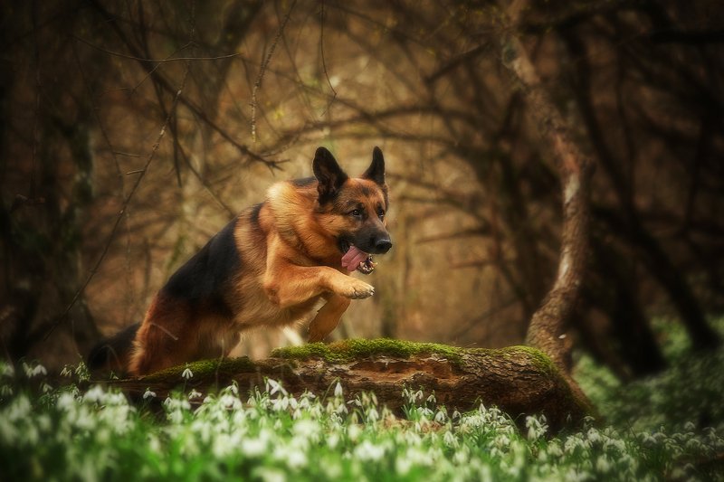 собака, прыжок, немецкая овчарка, овчарка, лес, подснежники Прыжок в сказку фото превью