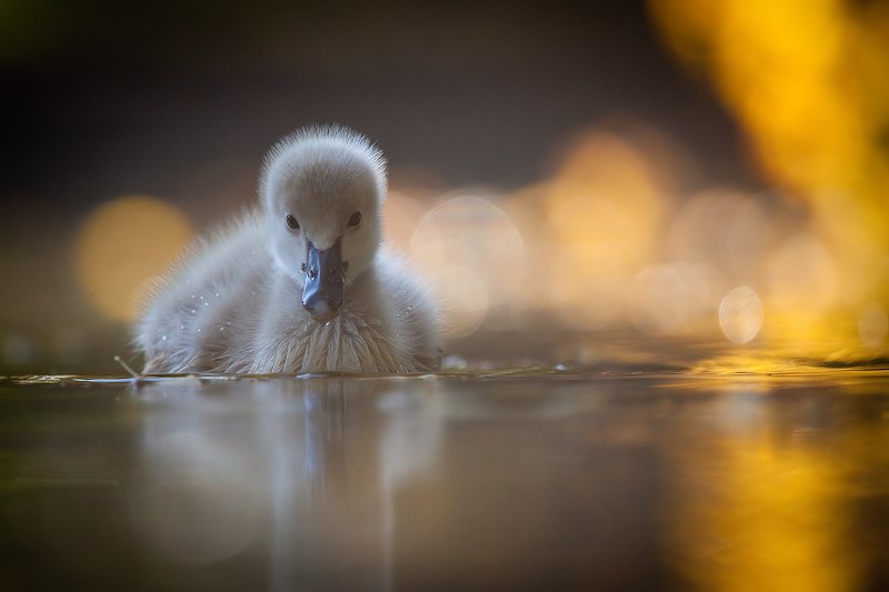 Black swan baby фото превью