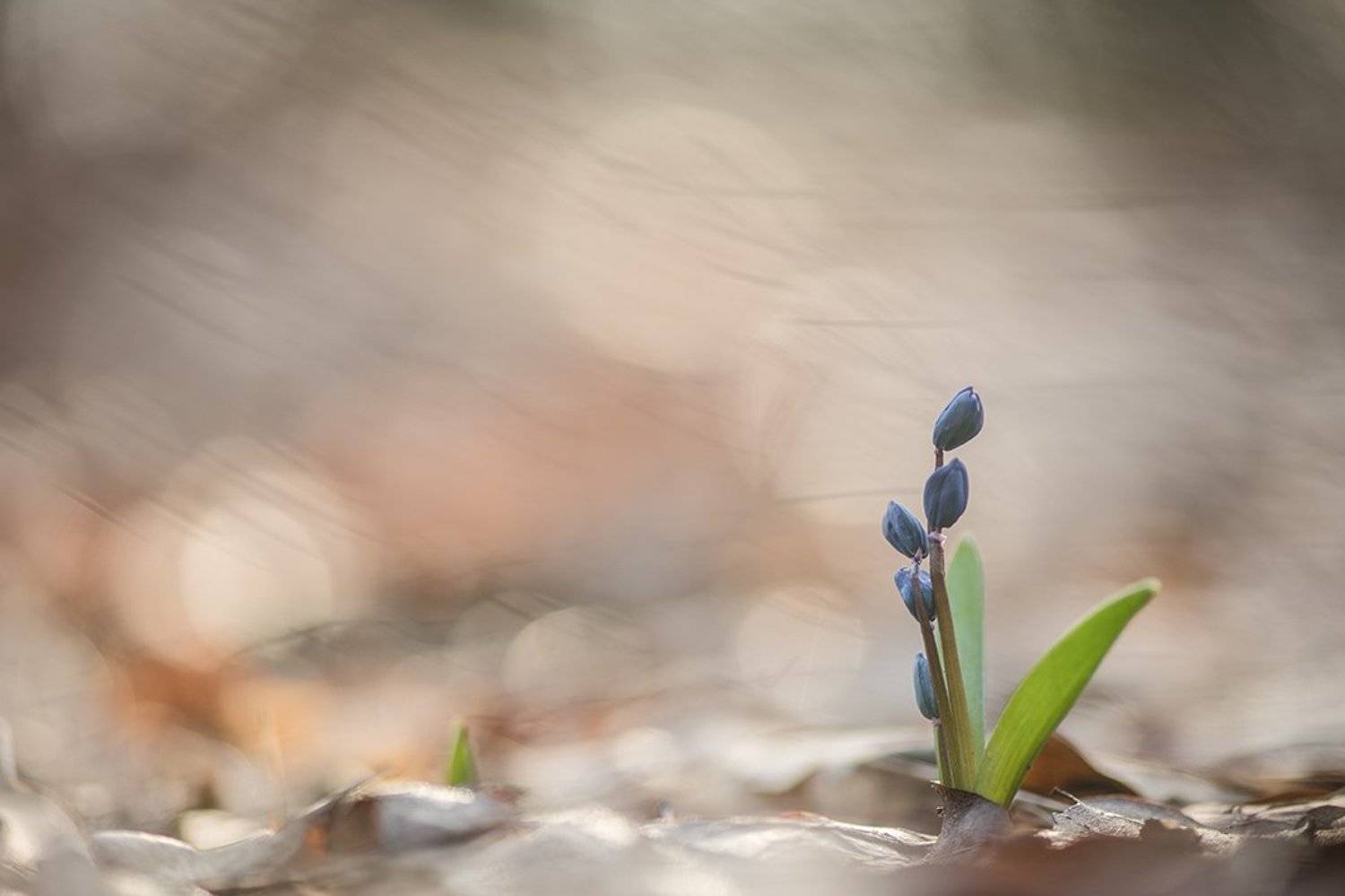 пролески, первоцветы, бутоны, свет, цвет,март, весна, позитив, геннадий мещеряков, воронеж,, Геннадий Мещеряков