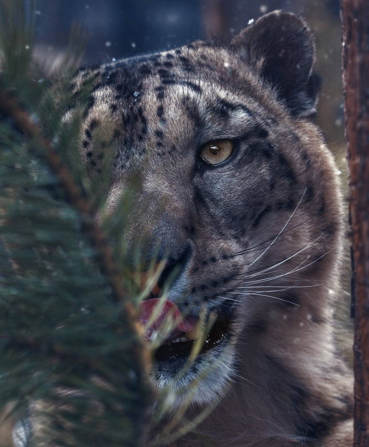 , Олег Богданов