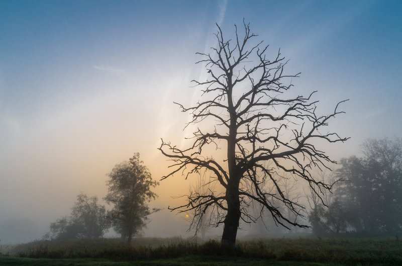 Foggy sunrise фото превью