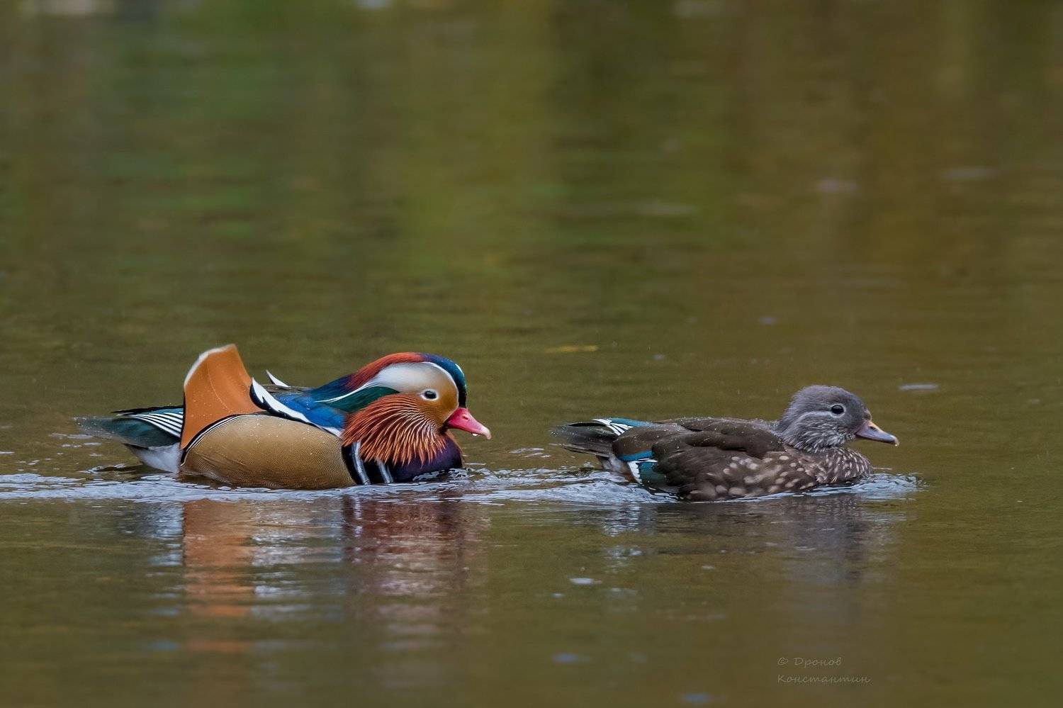 Птицы, ФотоОхота, Утки, Мандаринки, Дронов Константин