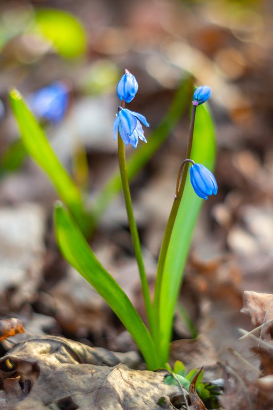 пролески, подснежники, первоцветы, лес, воронежский заповедник, весна  фото превью