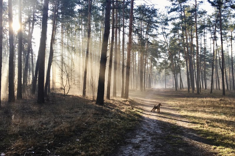 природа, лес, утро, пейзаж, рассвет * * * фото превью