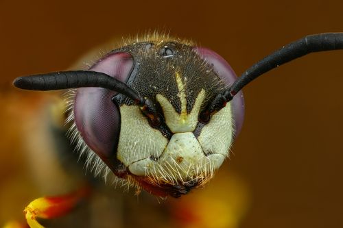 Пчелиный волк
