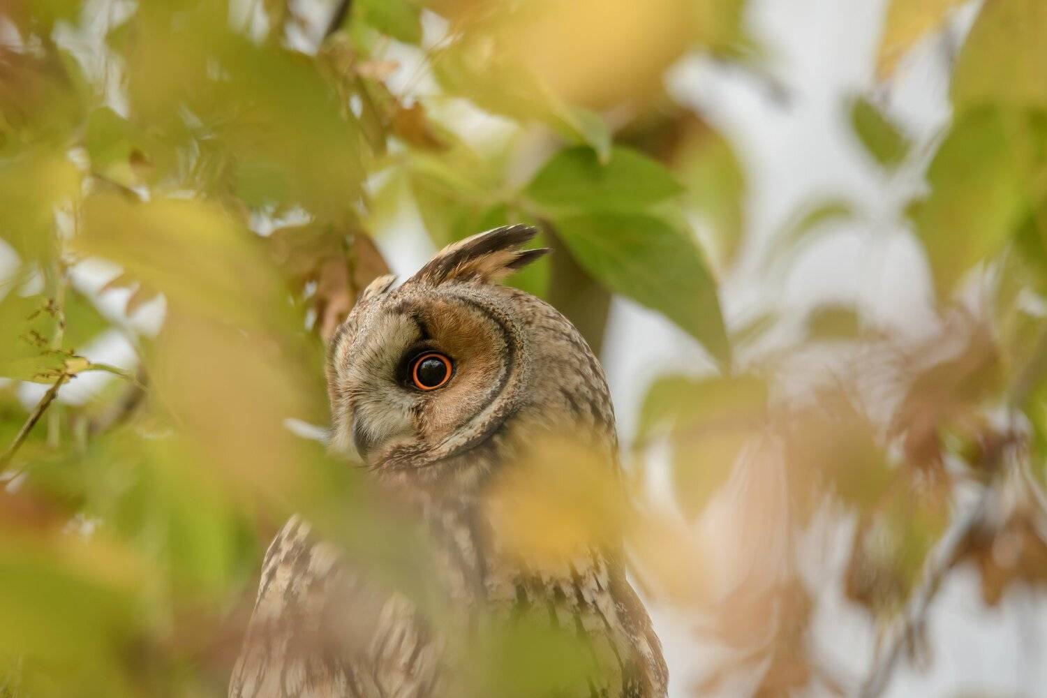 Ушастая сова, птица с ушами, Asio otus, птицы Подмосковья, портрет птицы, птица на клёне, клён ясенелистный, клён американский, размытие в кадре, размытая листва, листва, боке, сова осенью , Ксения Соварцева