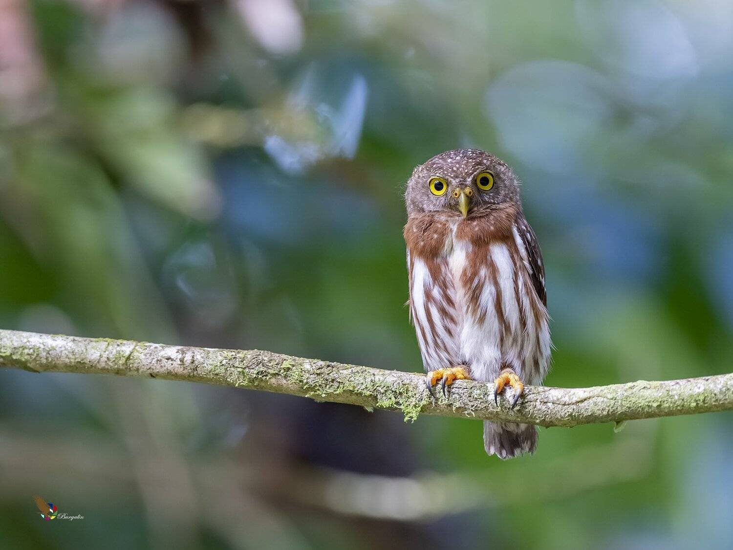 , Fernando Burgalin Sequeira